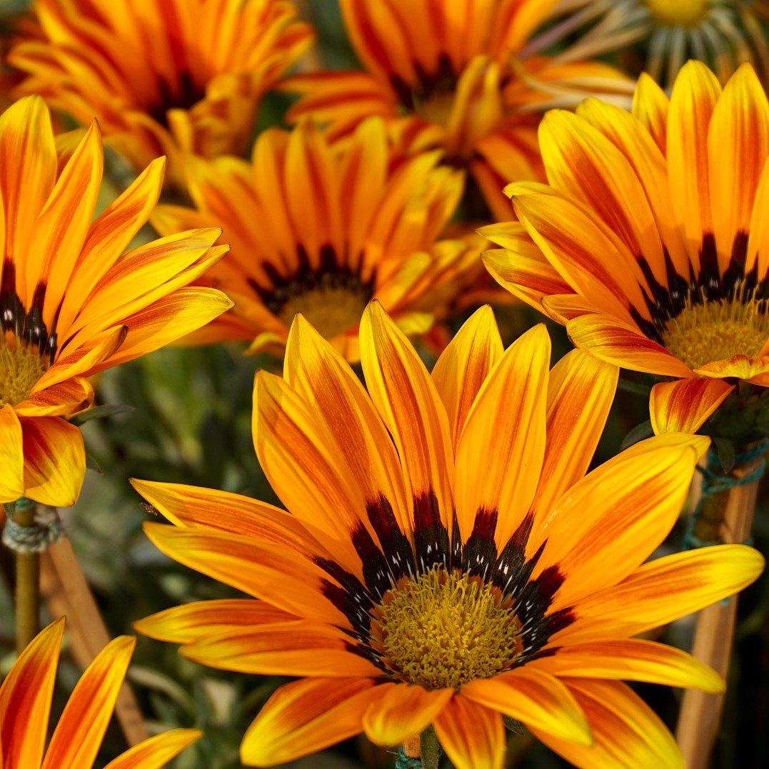 Orange Roses (25 Stems per Bunch)