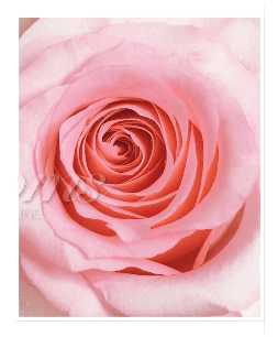 Hot Pink Roses 50 cm - Fresh Cut - 100 Stems 